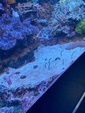 サンシャイン水族館に投稿された画像（2021/12/26）