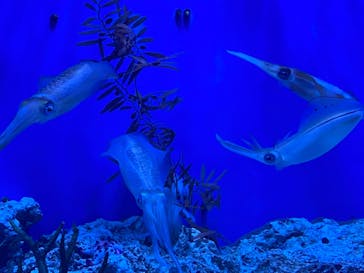 サンシャイン水族館に投稿された画像（2021/12/26）