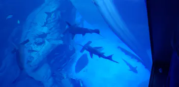 横浜・八景島シーパラダイスに投稿された画像（2021/12/26）