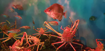 横浜・八景島シーパラダイスに投稿された画像（2021/12/26）