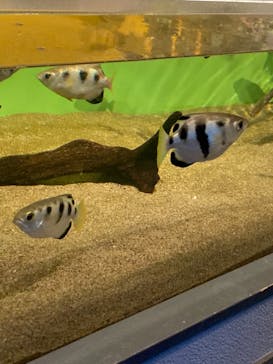 しながわ水族館に投稿された画像（2021/12/26）