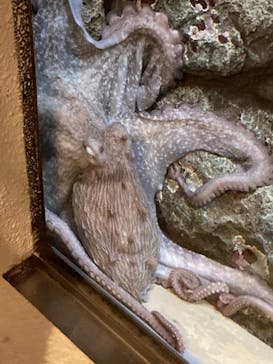 しながわ水族館に投稿された画像（2021/12/26）