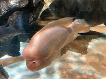 しながわ水族館に投稿された画像（2021/12/26）