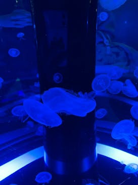 マクセル アクアパーク品川に投稿された画像（2021/12/26）