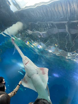 マクセル アクアパーク品川に投稿された画像（2021/12/26）