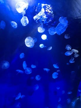 サンシャイン水族館に投稿された画像（2021/12/26）