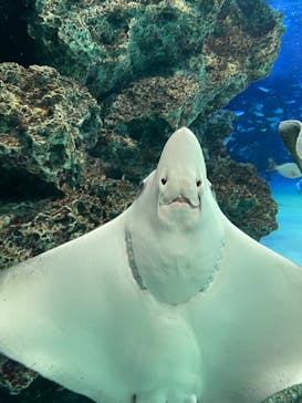 サンシャイン水族館に投稿された画像（2021/12/26）