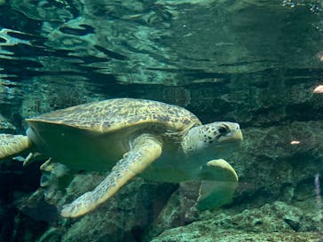 名古屋港水族館に投稿された画像（2021/12/26）