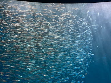 名古屋港水族館に投稿された画像（2021/12/26）