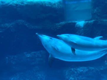 名古屋港水族館に投稿された画像（2021/12/26）