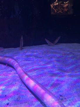 下田海中水族館に投稿された画像（2021/12/27）