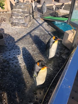 下田海中水族館に投稿された画像（2021/12/27）