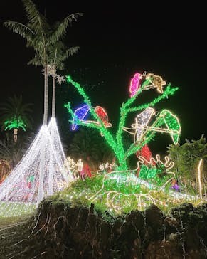 美らヤシパークオキナワ・東南植物楽園に投稿された画像（2021/12/27）