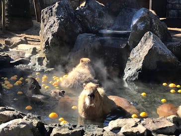 伊豆シャボテン動物公園に投稿された画像（2021/12/27）