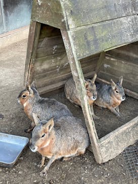 伊豆シャボテン動物公園に投稿された画像（2021/12/26）
