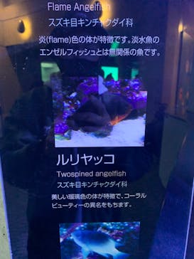 大分マリーンパレス水族館 「うみたまご」に投稿された画像（2021/12/27）