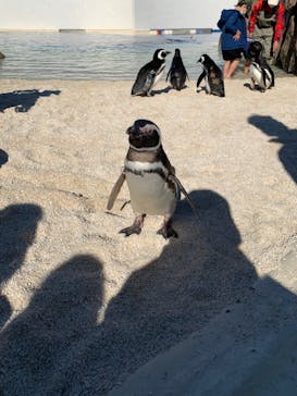 大分マリーンパレス水族館 「うみたまご」に投稿された画像（2021/12/27）