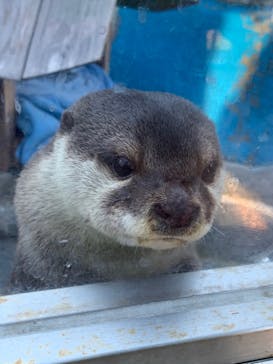 大分マリーンパレス水族館 「うみたまご」に投稿された画像（2021/12/27）