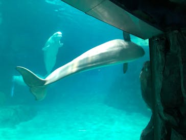 名古屋港水族館に投稿された画像（2021/12/27）