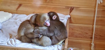 おさるランド＆アニタウン　日光さる軍団劇場に投稿された画像（2021/12/27）