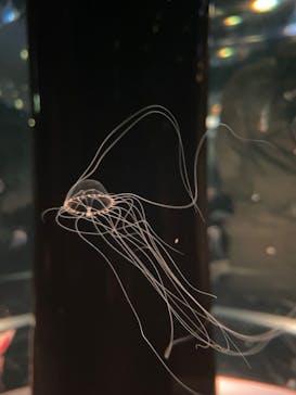 マクセル アクアパーク品川に投稿された画像（2021/12/27）