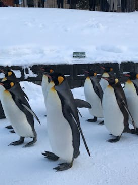 旭川市旭山動物園に投稿された画像（2021/12/27）