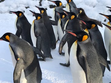 旭川市旭山動物園に投稿された画像（2021/12/27）