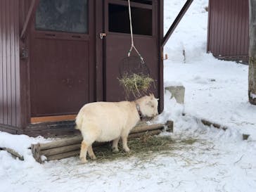 旭川市旭山動物園に投稿された画像（2021/12/27）