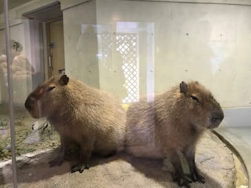 旭川市旭山動物園に投稿された画像（2021/12/27）