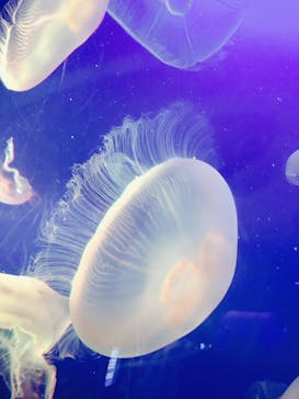 新江ノ島水族館に投稿された画像（2021/12/27）