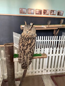 Moff animal cafe iias つくば店に投稿された画像（2021/12/27）