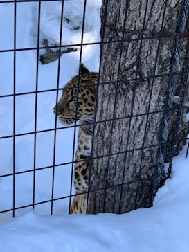 旭川市旭山動物園に投稿された画像（2021/12/27）