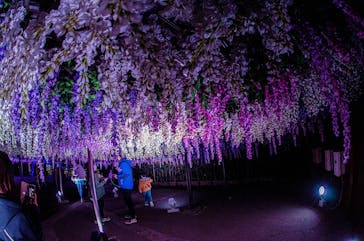 東京メガイルミに投稿された画像（2021/12/27）