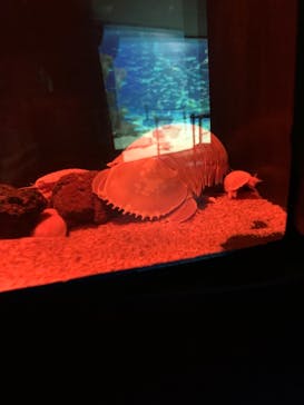 サンシャイン水族館に投稿された画像（2021/12/27）