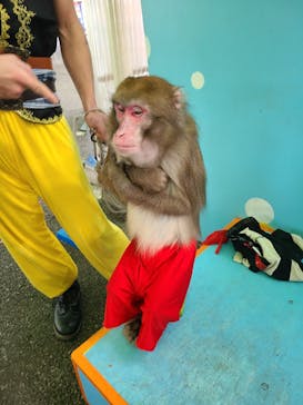 おさるランド＆アニタウン　日光さる軍団劇場に投稿された画像（2021/12/27）