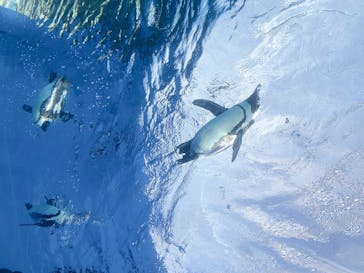 サンシャイン水族館に投稿された画像（2021/12/27）