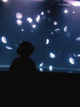 サンシャイン水族館に投稿された画像（2021/12/27）