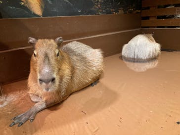 Moff animal world MARK IS みなとみらい店に投稿された画像（2021/12/27）