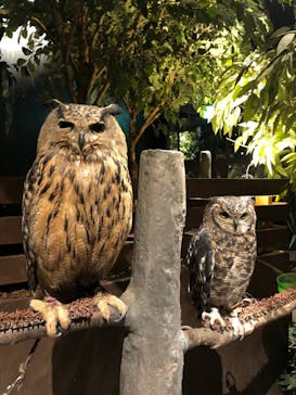 Moff animal world MARK IS みなとみらい店に投稿された画像（2021/12/27）