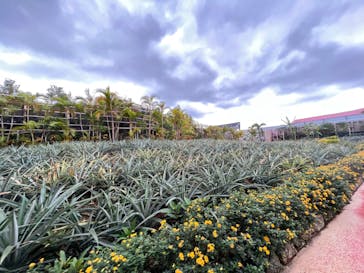 ナゴパイナップルパークに投稿された画像（2021/12/27）