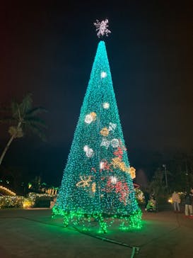 美らヤシパークオキナワ・東南植物楽園に投稿された画像（2021/12/27）