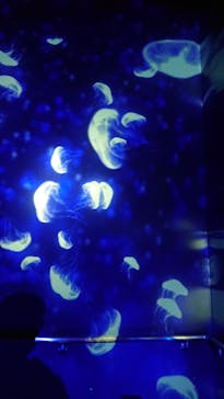 サンシャイン水族館に投稿された画像（2021/12/27）