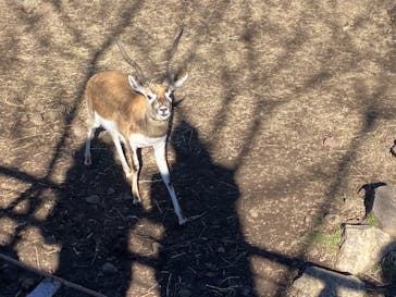 伊豆アニマルキングダムに投稿された画像（2021/12/27）