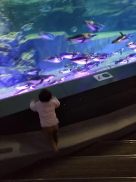 すみだ水族館に投稿された画像（2021/12/27）