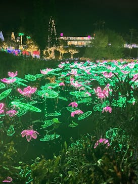 美らヤシパークオキナワ・東南植物楽園に投稿された画像（2021/12/27）