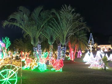 美らヤシパークオキナワ・東南植物楽園に投稿された画像（2021/12/27）