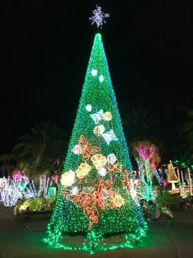 美らヤシパークオキナワ・東南植物楽園に投稿された画像（2021/12/27）