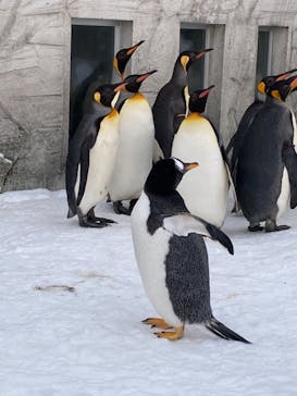 旭川市旭山動物園に投稿された画像（2021/12/27）