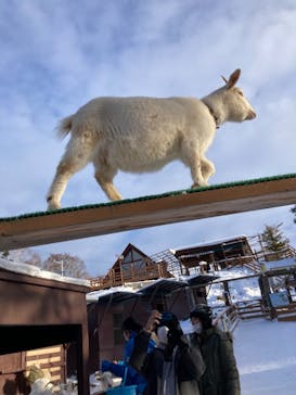 旭川市旭山動物園に投稿された画像（2021/12/27）