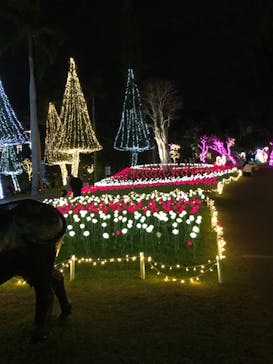 美らヤシパークオキナワ・東南植物楽園に投稿された画像（2021/12/28）